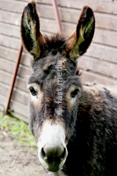 A donkey out on an overcast morning