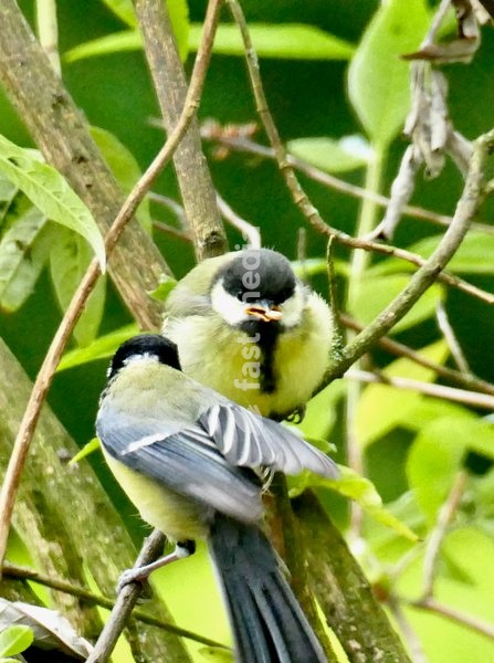 A baby Great Tit is fed in a tree in the rain