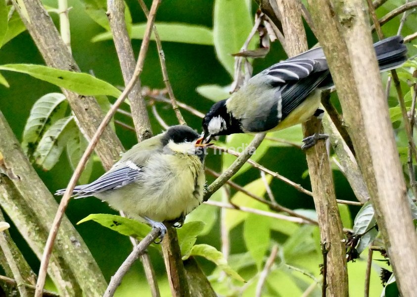 A baby Great Tit is fed in a tree in the rain