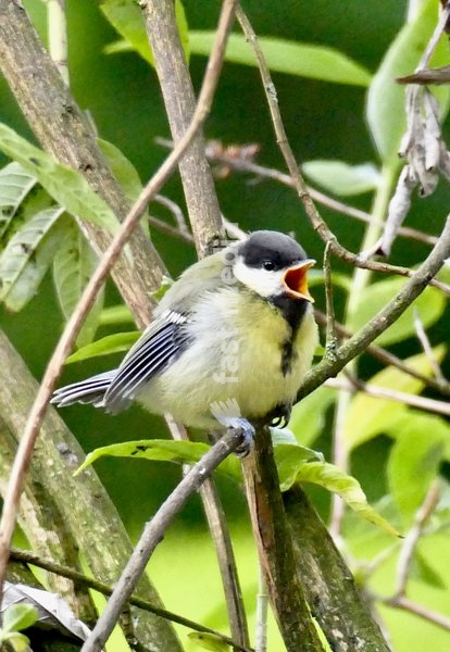 A baby Great Tit is fed in a tree in the rain