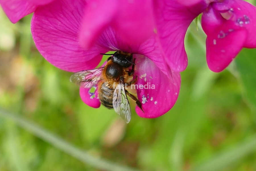 Bees collect pollen from the sweet sea flowers