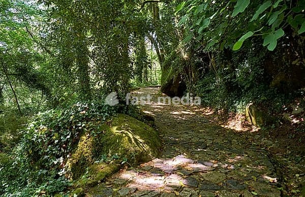 The bowery pedestrian route through a forest of chestnut, oak trees and sequoias with natural rocks and the stone steps to the Palace of Pena. Sintra. Portugal