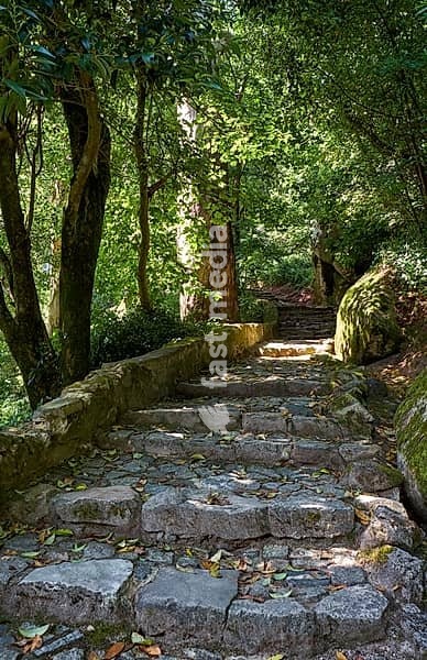 The bowery pedestrian route through a forest of chestnut, oak trees and sequoias with natural rocks and the stone steps to the Palace of Pena. Sintra. Portugal
