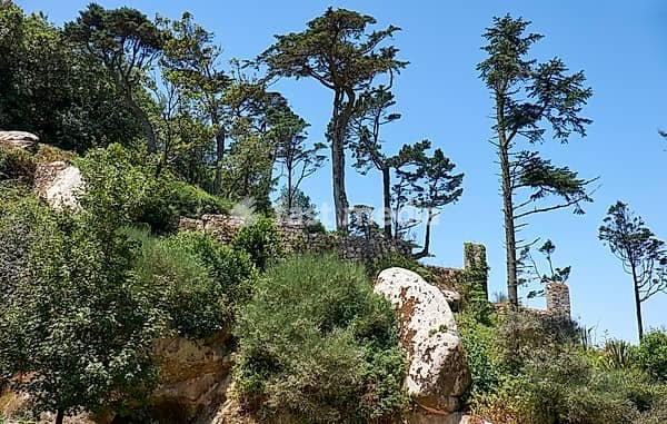 The pedestrian route through a forest of chestnut, oak trees and sequoias with natural rocks to the Palace of Pena. Sintra. Portugal