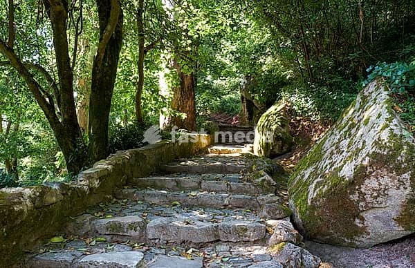 The bowery pedestrian route through a forest of chestnut, oak trees and sequoias with natural rocks and the stone steps to the Palace of Pena. Sintra. Portugal