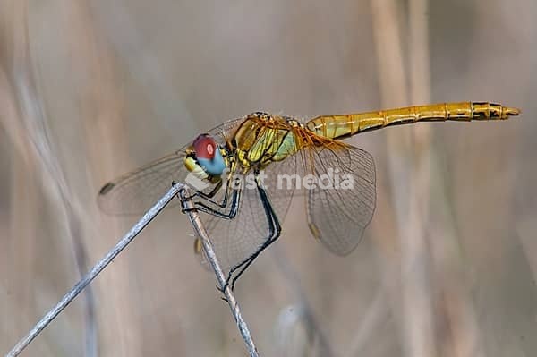 2009, Brandenburg, early heather, Germany, national natural heritage, natural paradise Grünhaus, red-veined darter, sympetrum fonscolombeii, anisoptera, post-mining landscape, damselflies, dragonflies, female, green house, insects, dragonflies, odonata, female