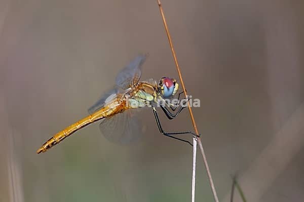 2009, Brandenburg, early heather, Germany, national natural heritage, natural paradise Grünhaus, red-veined darter, sympetrum fonscolombeii, anisoptera, post-mining landscape, damselflies, dragonflies, female, green house, insects, dragonflies, odonata, female