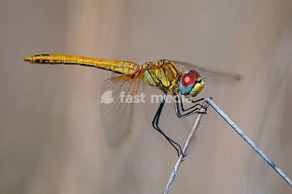 2009, Brandenburg, early heather, Germany, national natural heritage, natural paradise Grünhaus, red-veined darter, sympetrum fonscolombeii, anisoptera, post-mining landscape, damselflies, dragonflies, female, green house, insects, dragonflies, odonata, female