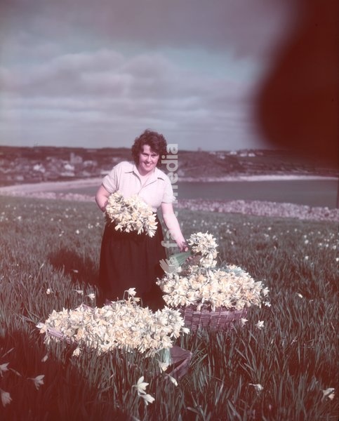 Daffodils, Isles of Scilly, c1955