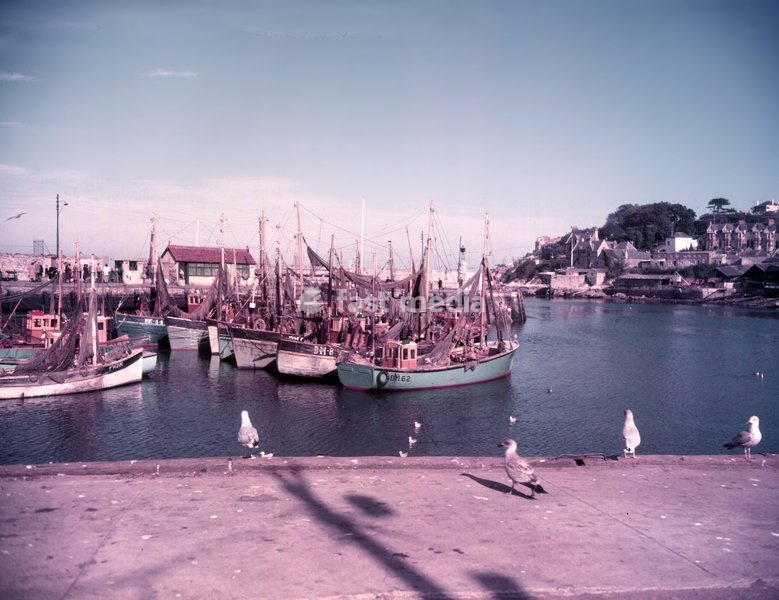 Gulls and boats in Brixham Harbour, Devon, c1955. Town built around a natural harbour, which in addition to leisure craft, provides anchorage for what is now one of England's largest remaining commercial fishing fleets