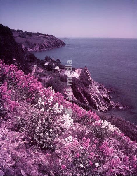 Start Bay, Devon, c1955. The South West Coast Path is above much of the bay which is on the English Channel. Red and white Valerian in the foreground