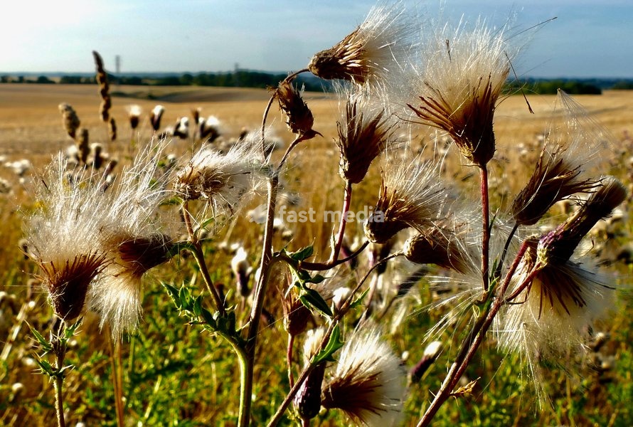 Thistle down shimmers in the mornings sun