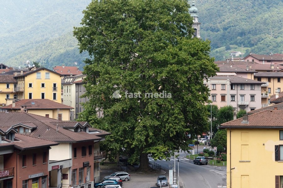 Liberty tree: London plane, Breno, Lombardy region, Italy, Europe