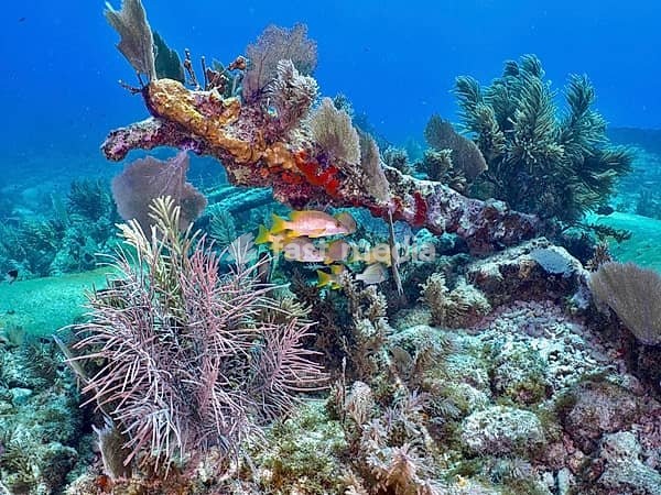 Colourful growth of a shipwreck underwater with small fish, Hannah M. Bell wreck dive site, John Pennekamp Coral Reef State Park, Key Largo, Florida Keys, Florida, USA