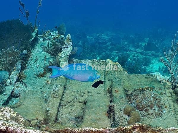 A blue parrotfish (Scarus coeruleus) swims above a shipwreck on the seabed at the Hannah M. Bell wreck dive site, John Pennekamp Coral Reef State Park, Key Largo, Florida Keys, Florida, USA