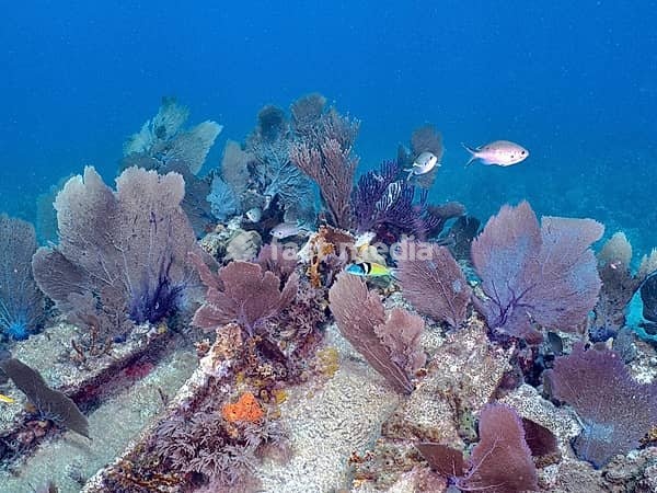 Underwater scene with live corals and fish school on a shipwreck, Hannah M. Bell wreck dive site, John Pennekamp Coral Reef State Park, Key Largo, Florida Keys, Florida, USA