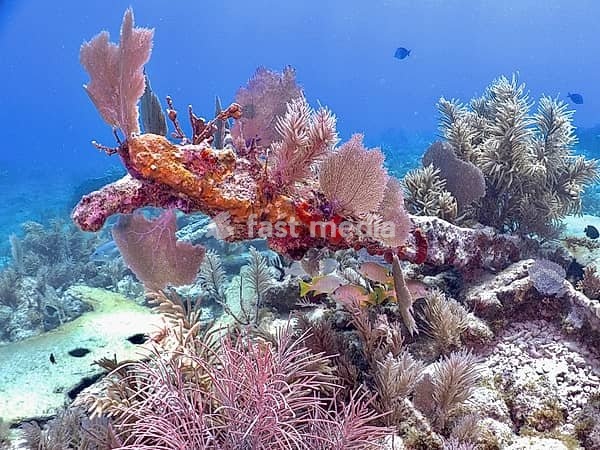 Colourful growth of a shipwreck underwater with small fish, Hannah M. Bell wreck dive site, John Pennekamp Coral Reef State Park, Key Largo, Florida Keys, Florida, USA