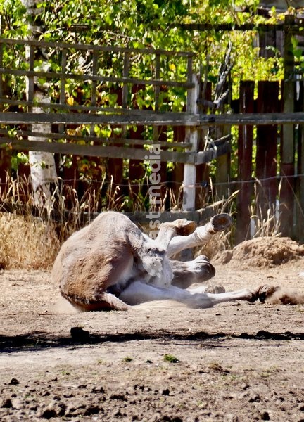 A donkeys rolls in the dirt in its paddock in the sunshine
