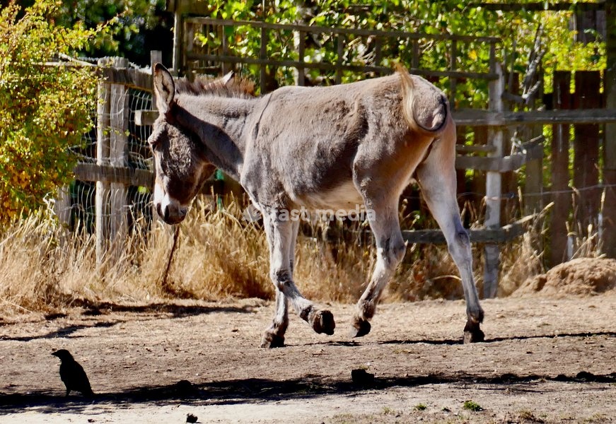 A donkeys rolls in the dirt in its paddock in the sunshine