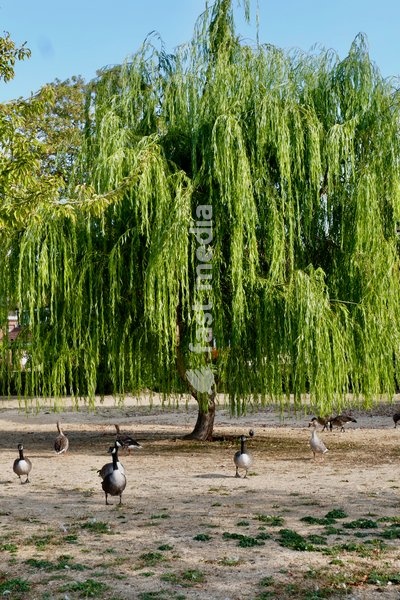 Geese on the dried grass at Christchurch Meadows