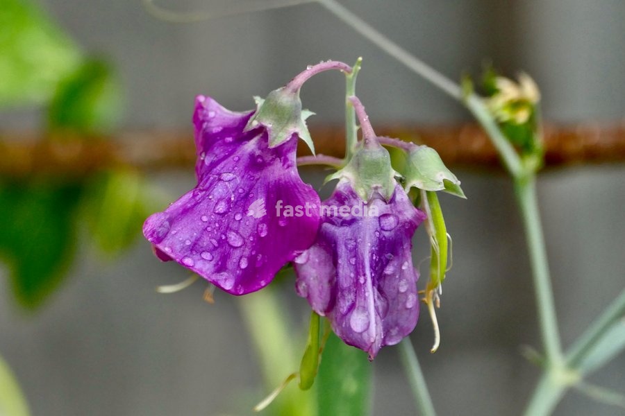 Raindrops on the sweet pea flowers