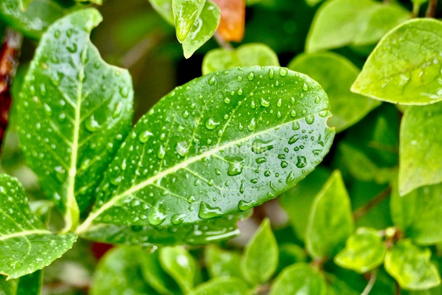 Raindrops on the leaves during the showers