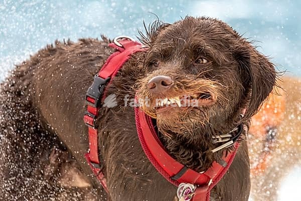 A wet brown dog with red harness shakes itself while swimming dogs in the Reutlingen outdoor wave pool. Drops of water fly through the air