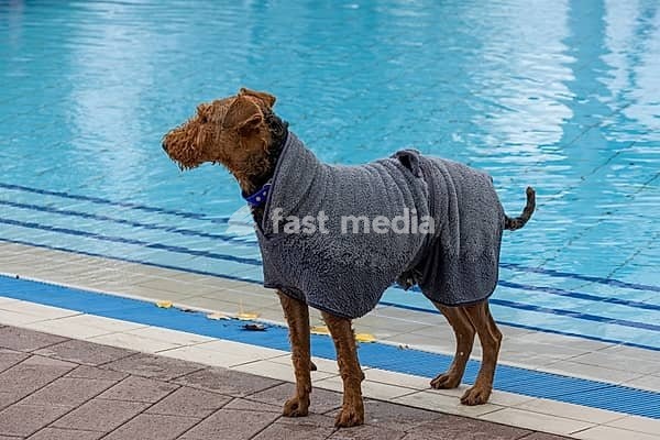 After bathing, a wet dog is standing at the edge of the Reutlingen outdoor wave pool wrapped in a gray dog bathrobe. Dog swimming marks the end of the outdoor pool season