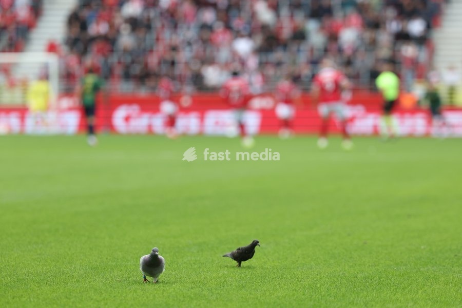 Pigeons on the pitch at a soccer match between Royal Antwerp FC and Royale Union Saint-Gilloise, Sunday 20 September 2026 in Antwerp, on day 7 of the 2026-2027 'Jupiler Pro League' first division of the Belgian championship