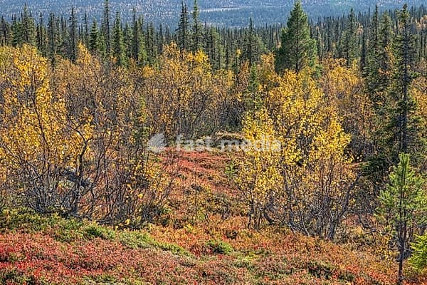 Colourful autumn vegetation in the boreal coniferous forest, Dundret Nature Reserve, Gällivare, Norrbotten. Lapland, Sweden, September 2026