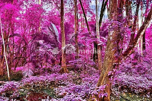 Beautiful fantasy infrared shots of palm trees on the seychelles islands