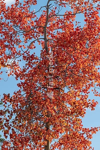 An aspen (Populus tremula) in autumnal colours, Gällivare, Norrbotten, Lapland, Sweden, September 2026