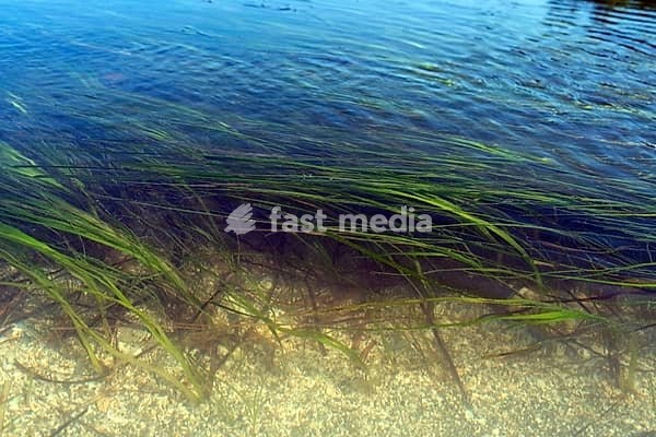Seagrass, sea, seed plants, low tide, salt water, coast
