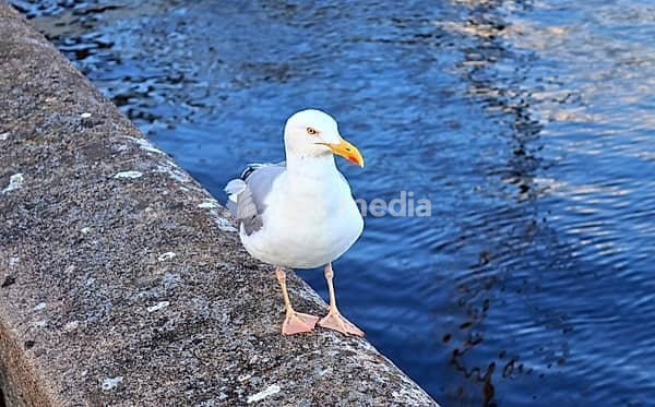 Hungry sea gull at a quay wall of the port in Kiel Germany