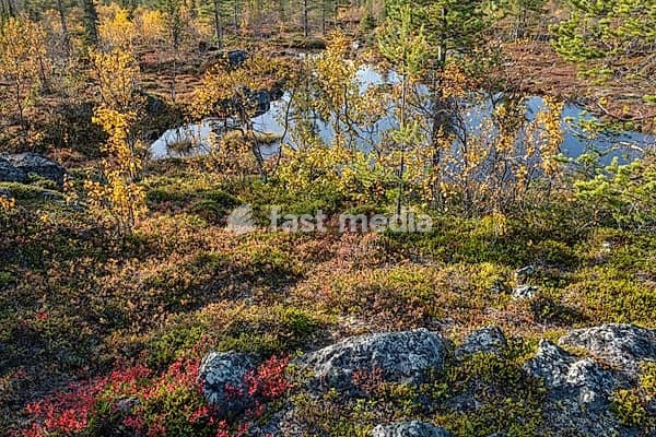 Colourful autumn vegetation in the boreal coniferous forest, Dundret Nature Reserve, Gällivare, Norrbotten. Lapland, Sweden, September 2026
