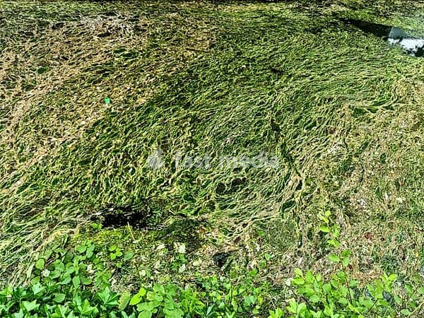 Background texture pattern of algea forming thick layer on water surface