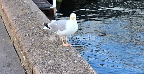 Hungry sea gull at a quay wall of the port in Kiel Germany