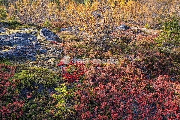 Colourful autumn vegetation in the boreal coniferous forest, Dundret Nature Reserve, Gällivare, Norrbotten. Lapland, Sweden, September 2026