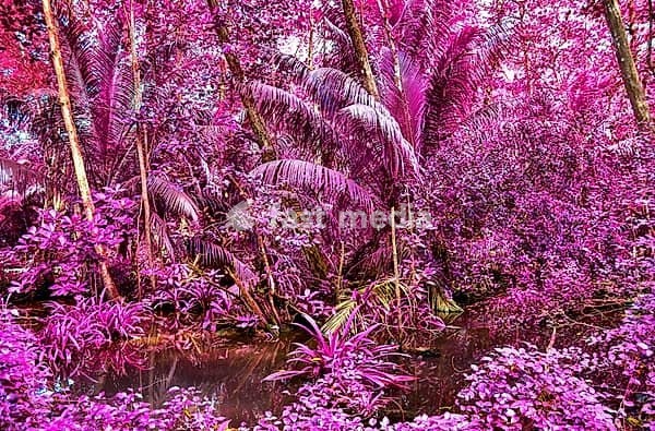 Beautiful fantasy infrared shots of palm trees on the seychelles islands