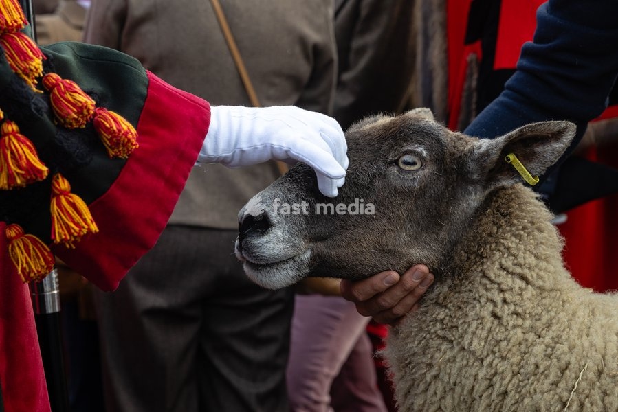 Gloria Hunniford OBE leads the Woolmens' Sheep Drive across Southwark Bridge, London, UK, on 27 September 2026. The broadcaster, who became a Freeman of the City of London earlier this year, led the annual drive to mark 80 years in entertainment, joined by Master Woolman David Hopkins, Lady Mayor…