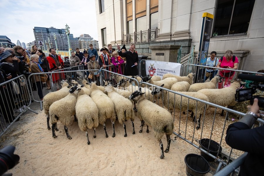 Gloria Hunniford OBE leads the Woolmens' Sheep Drive across Southwark Bridge, London, UK, on 27 September 2026. The broadcaster, who became a Freeman of the City of London earlier this year, led the annual drive to mark 80 years in entertainment, joined by Master Woolman David Hopkins, Lady Mayor…