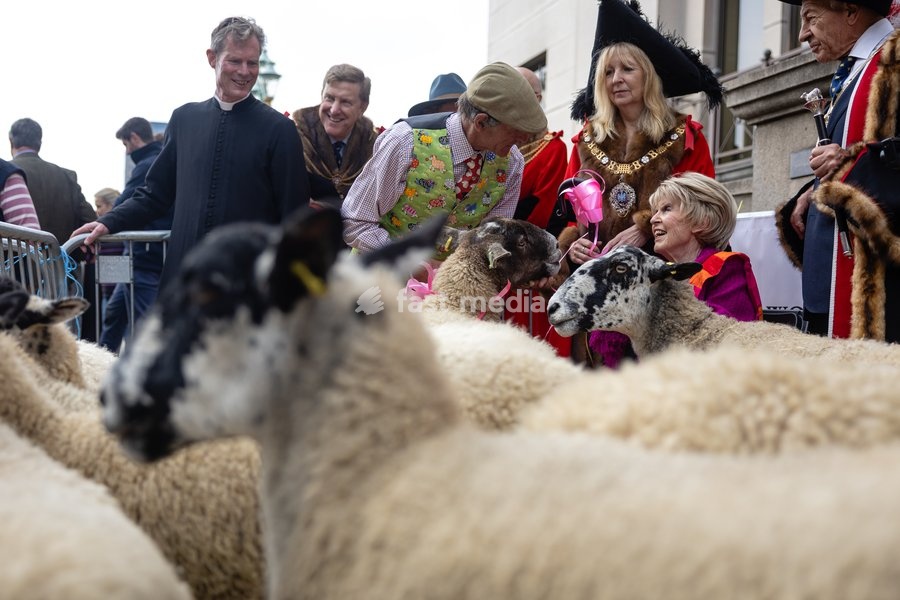 Gloria Hunniford OBE leads the Woolmens' Sheep Drive across Southwark Bridge, London, UK, on 27 September 2026. The broadcaster, who became a Freeman of the City of London earlier this year, led the annual drive to mark 80 years in entertainment, joined by Master Woolman David Hopkins, Lady Mayor…