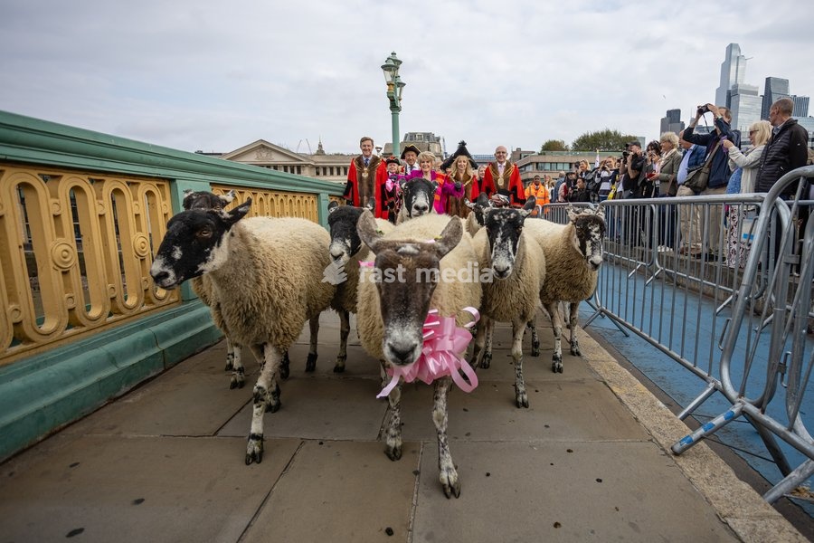Gloria Hunniford OBE leads the Woolmens' Sheep Drive across Southwark Bridge, London, UK, on 27 September 2026. The broadcaster, who became a Freeman of the City of London earlier this year, led the annual drive to mark 80 years in entertainment, joined by Master Woolman David Hopkins, Lady Mayor…