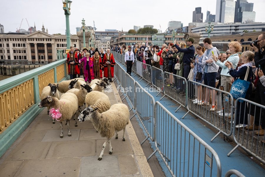 Gloria Hunniford OBE leads the Woolmens' Sheep Drive across Southwark Bridge, London, UK, on 27 September 2026. The broadcaster, who became a Freeman of the City of London earlier this year, led the annual drive to mark 80 years in entertainment, joined by Master Woolman David Hopkins, Lady Mayor…