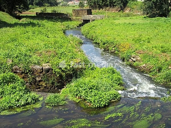 Creek water flowing past lush green vegetation and old stone walls in a rural setting