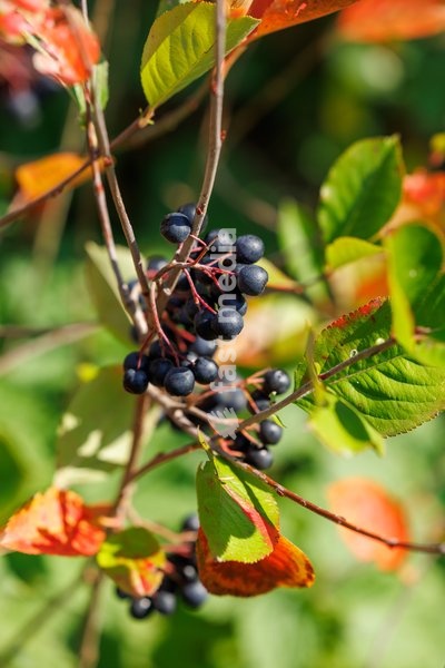 This image shows a visit to Agriton aronia berry farm in Mesen, on his final day as West-Flanders province governor on Tuesday 29 September 2026
