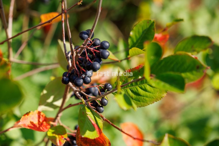 This image shows a visit to Agriton aronia berry farm in Mesen, on his final day as West-Flanders province governor on Tuesday 29 September 2026