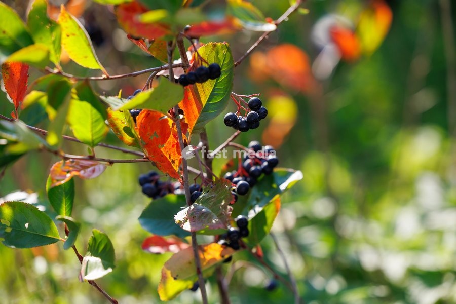 This image shows a visit to Agriton aronia berry farm in Mesen, on his final day as West-Flanders province governor on Tuesday 29 September 2026