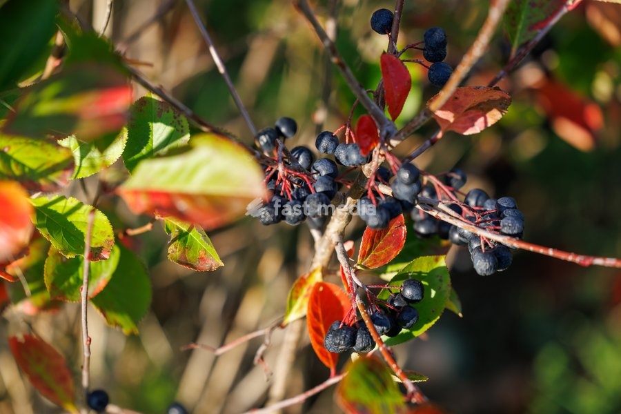 This image shows a visit to Agriton aronia berry farm in Mesen, on his final day as West-Flanders province governor on Tuesday 29 September 2026