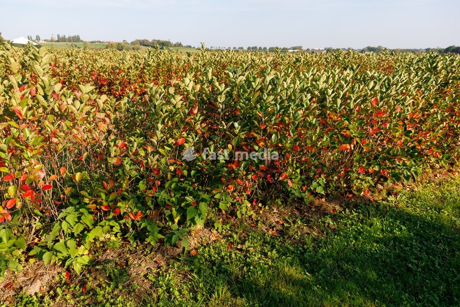 This image shows a visit to Agriton aronia berry farm in Mesen, on his final day as West-Flanders province governor on Tuesday 29 September 2026